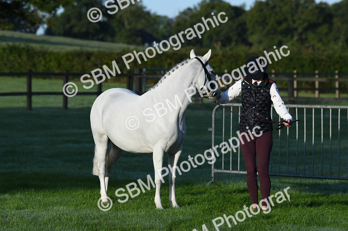 SBM_32511 - S15 - Condition & Turnout In Hand