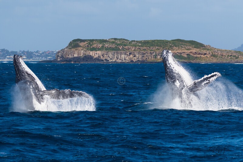 Double Breach Cook Is 0A3A3855 - Humpback Whales
