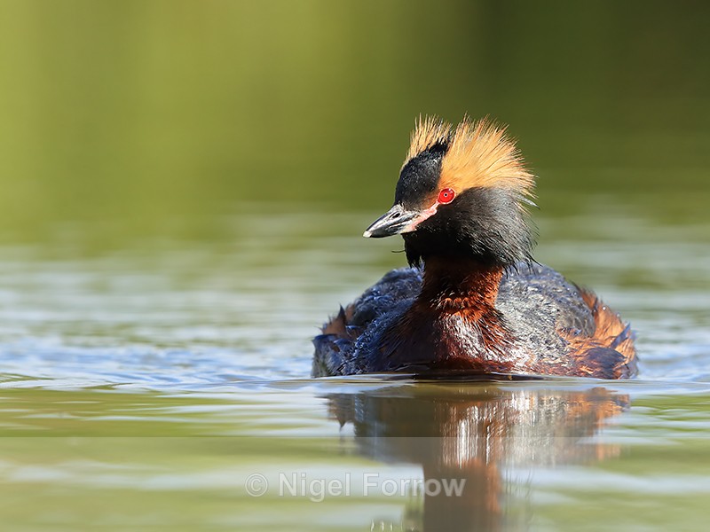 Slavonian Grebe, front view, Iceland - Slavonian Grebe