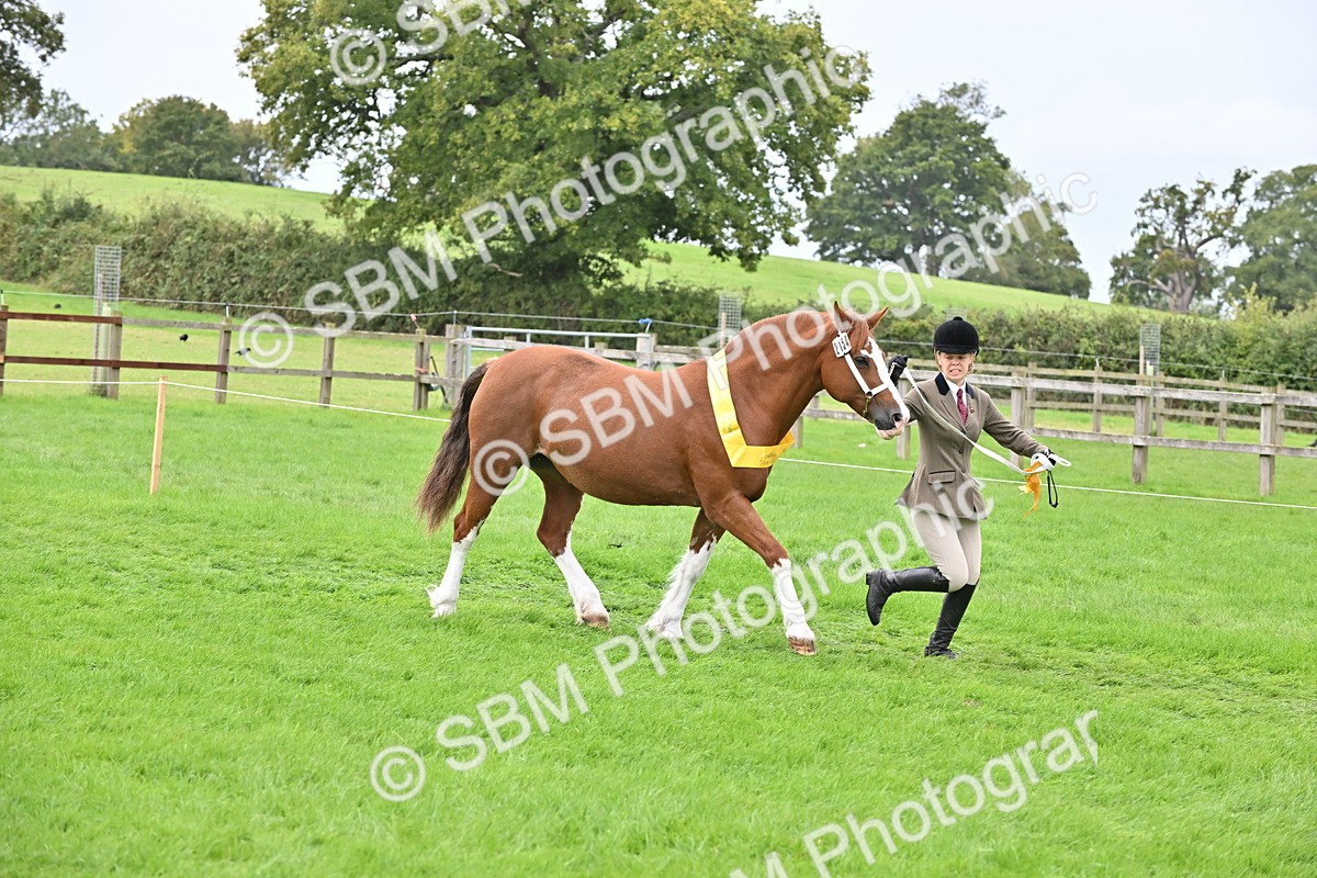 SBM_63339 - S49 - Mountain & Moorland In Hand Large Breeds