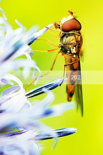 Hoverfly - Plants and Insects