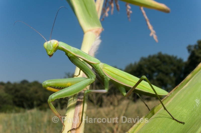  - Bugs: Wide-angle