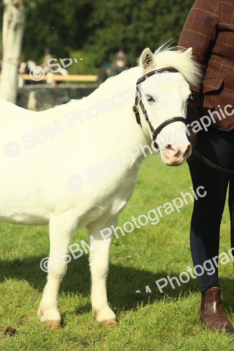 SBM_66677 - S34 - Rehabilitated Rescue Horse & Pony In Hand & Ridden