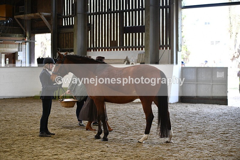 WJ5_4515 - Class 3 Part Bred In hand