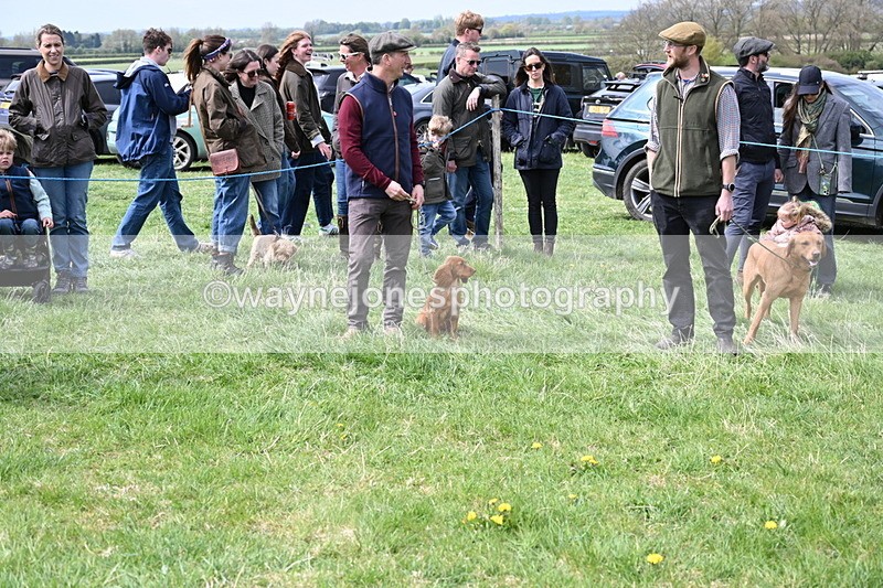 WJ6_8670 - Class 8 Best Working / Gun Dog or Bitch