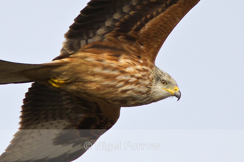 Red Kite in flight close-up - Red Kite