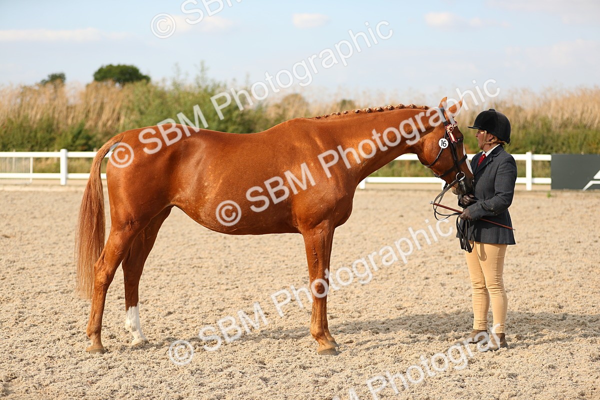 SBM_08603 - Class 28 - IH Veteran Horse