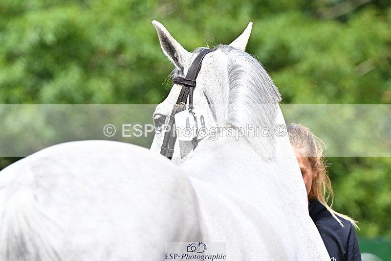 240718A-105248-01182 - Trot Up 12pm to 1pm