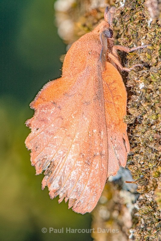 Lappet moth ( Gastropacha quercifolia) - Insects, Spiders and other Animals