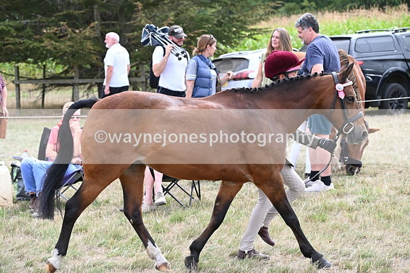 WJ6_5908 - Class 19 In-hand Veterans (Uploaded correct folder)