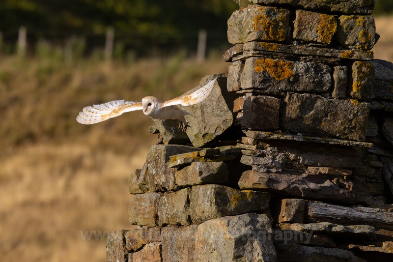 Barn Owl going for the shopping. - Latest images