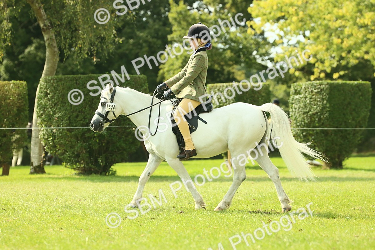 SBM_66495 - S34 - Rehabilitated Rescue Horse & Pony In Hand & Ridden