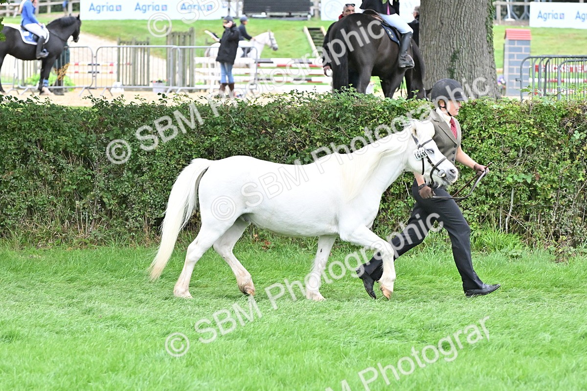 SBM_61028 - S48 - Mountain & Moorland In Hand Small Breeds