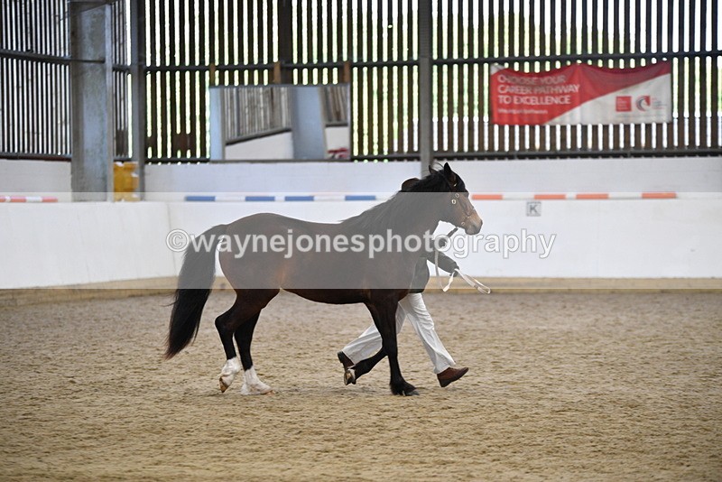 WJ5_5718 - Morning in hand Championship