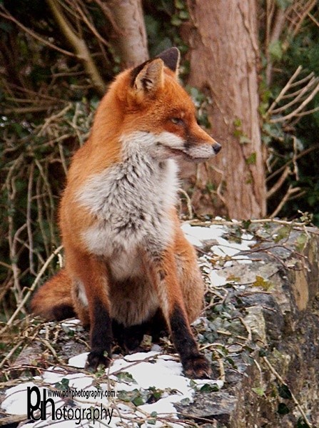 Fox-3-3112 - Mendips