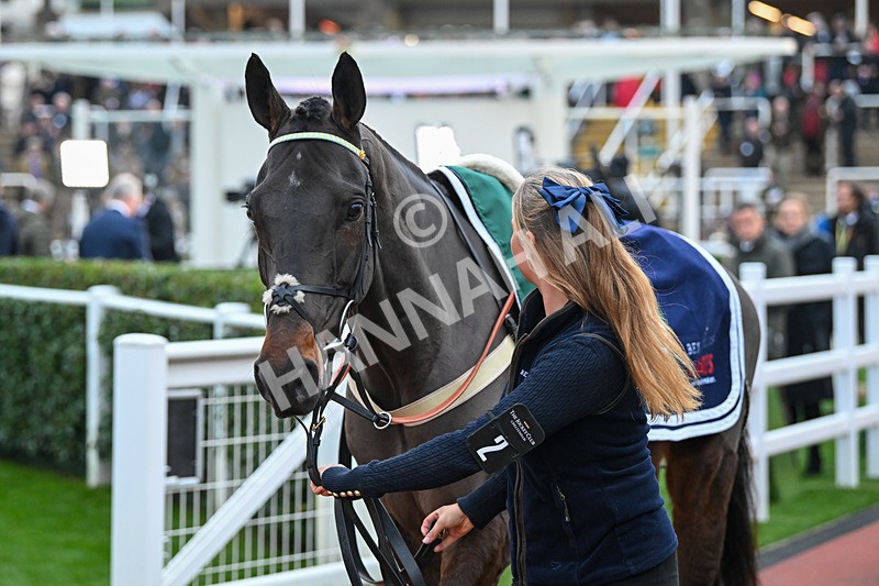 161124-Race 6-Paddock-Champagne Twist-1263 - Race 6