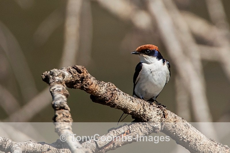 Wire-tailed Swallow - Mara North ~ Birds