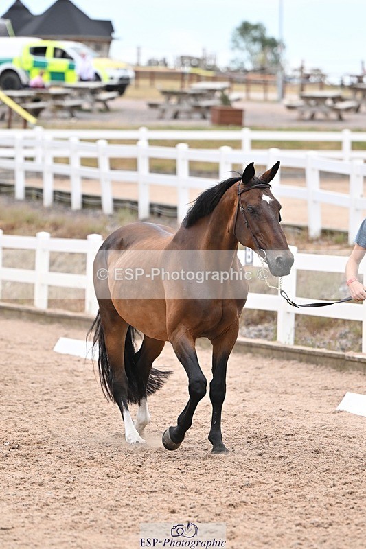 250716-140505-00899 - Trot Up 1.30 to 2.30