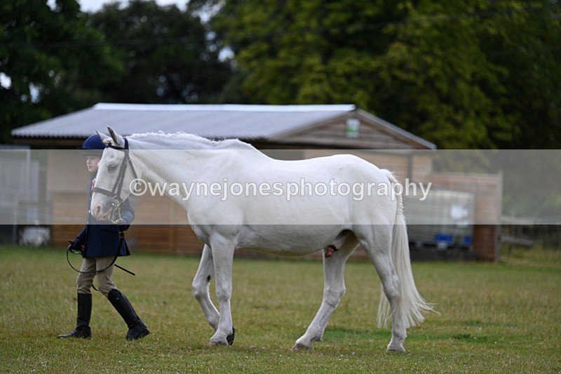 WJ7_6799 - Class 5 Handsome Gelding in hand