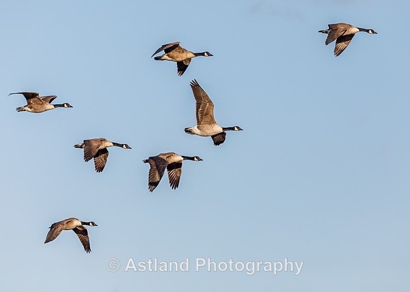 Astland Photography, Bird and Wildlife Images, Susan and Peter Wilson, U.K.
