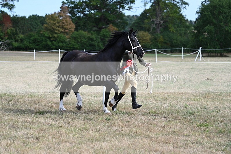 WJ7_8214 - In-hand Championship