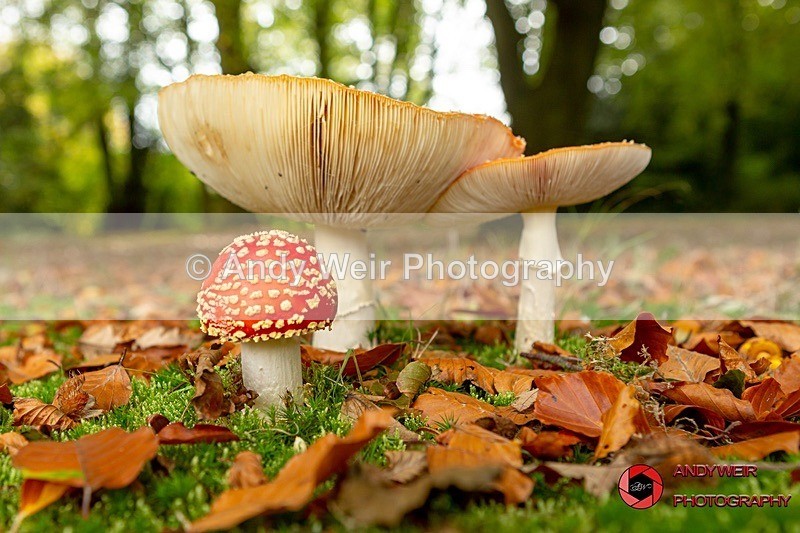 181017-untitled-3K8A5754-Edit-2 - Fungii