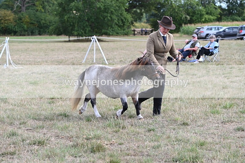 WJ6_6970 - Class 21 Shetland & Mini Horses