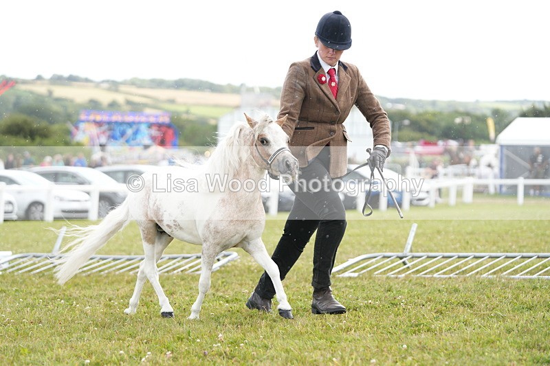DSC06892 - Class 60: Coloured Pony 4yrs & over