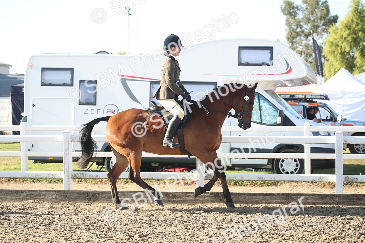 SBM_11602 - Class 502 - Riding Club Horse