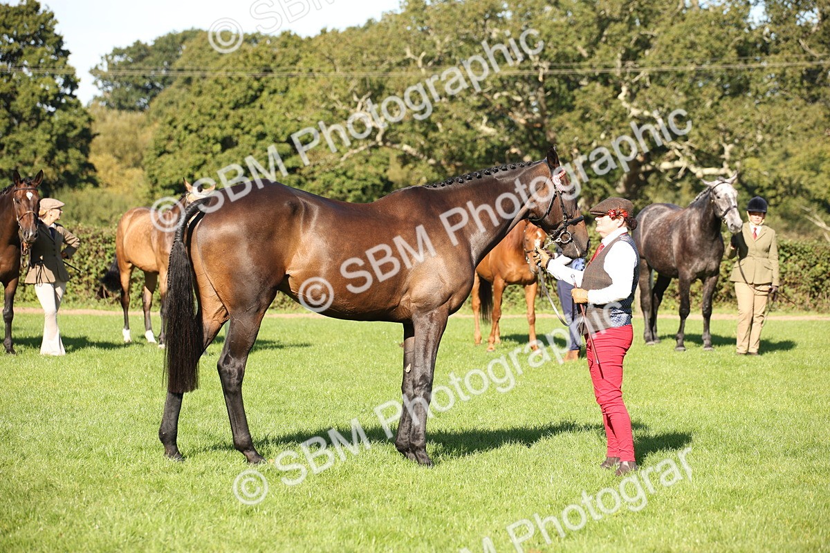 SBM_36621 - S10 - Best In Hand Horse & Pony