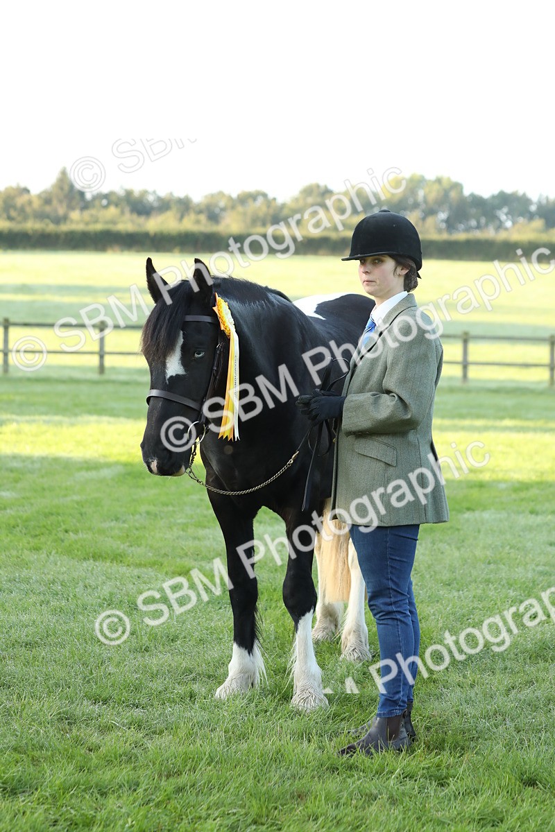 SBM_57884 - S42 - Youngstock