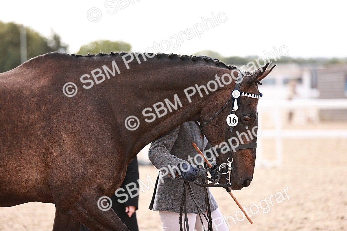 SBM_14195 - Class 407 - IH Hack Riding Horse