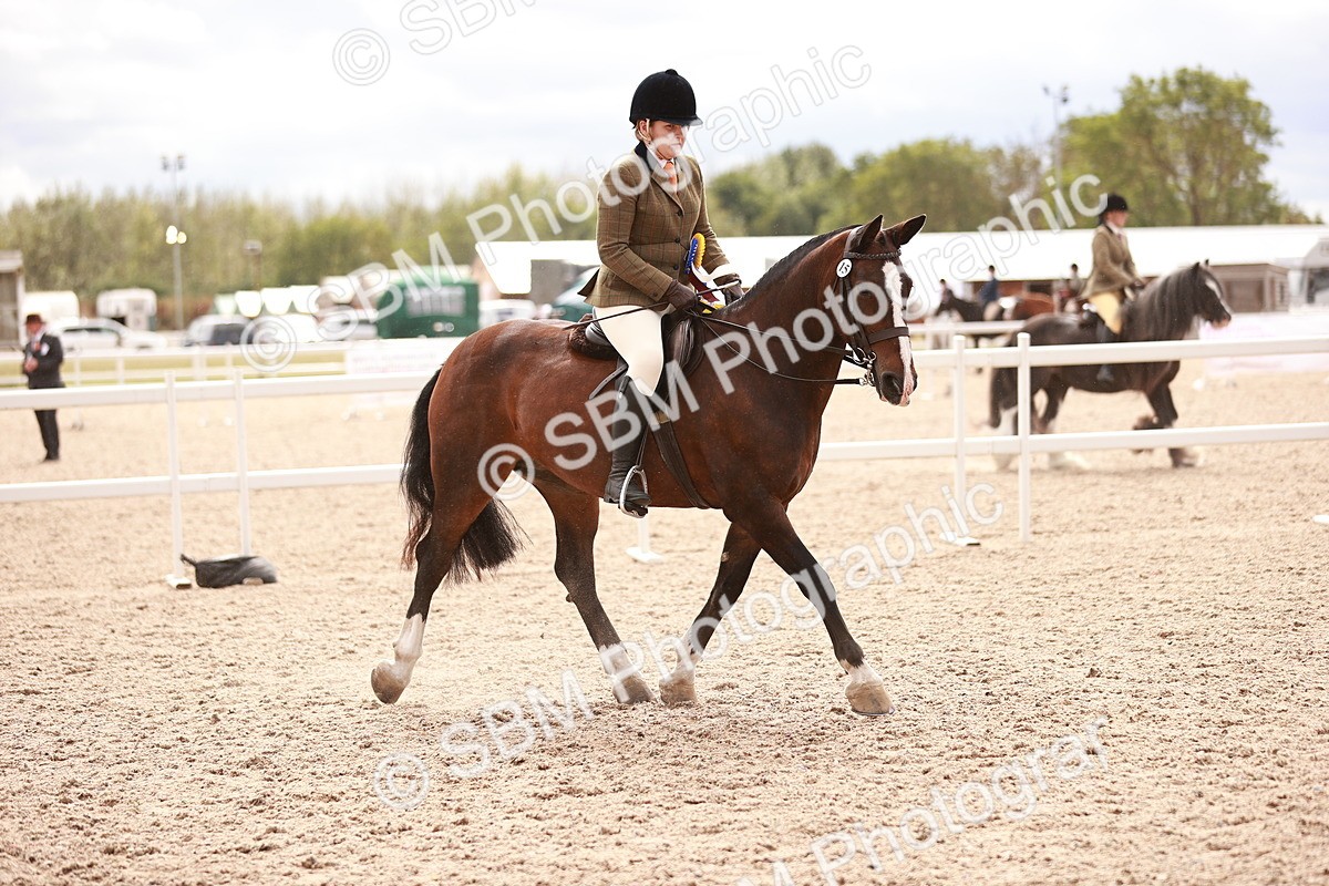 SBM_18278 - Class 416 - Prettiest Mare (IH or Ridden)Jnr