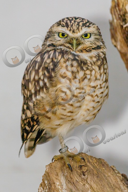 Burrowing owl athena cunnicularia-0029 - Owls of the World