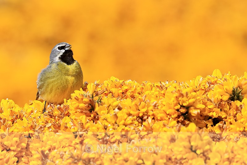 White-bridled Finch singing from gorse, Carcass Island, Falklands - White-bridled Finch