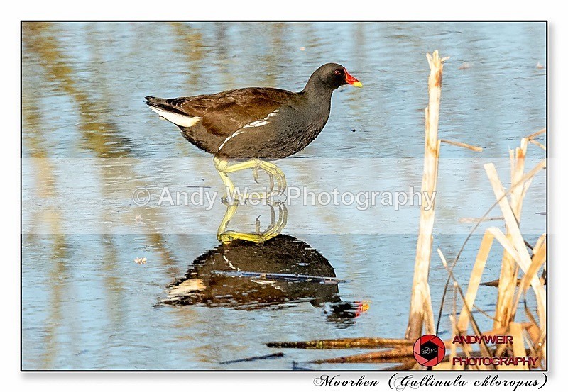 191204-7D-8E0A1549-Edit - Rails & Coots