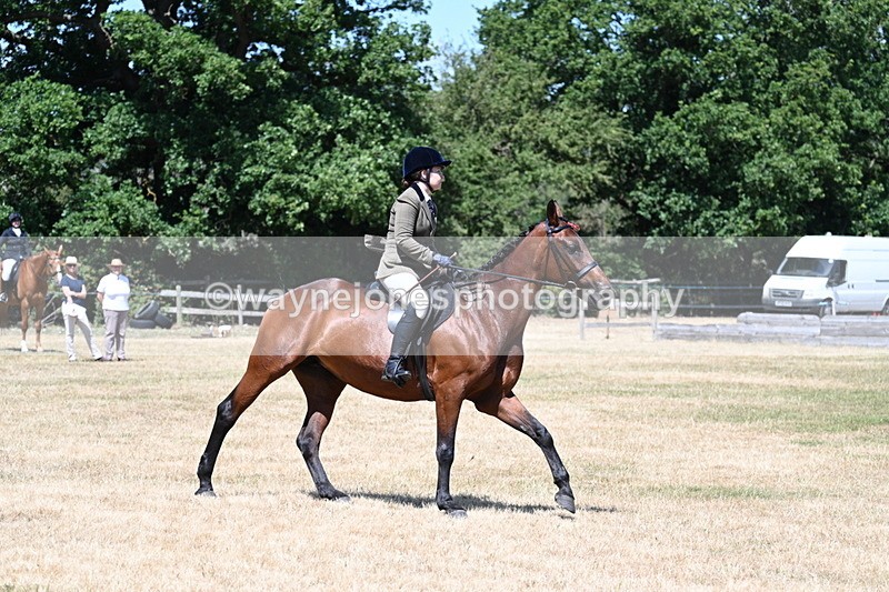 WJ7_3084 - Class 7 Riding Club Show Horse