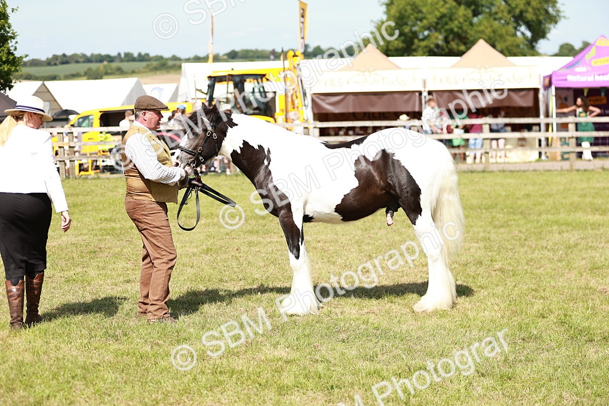 SBM_08647 - Class 63-65 - Traditional Gypsy Cobs In Hand & Ridden