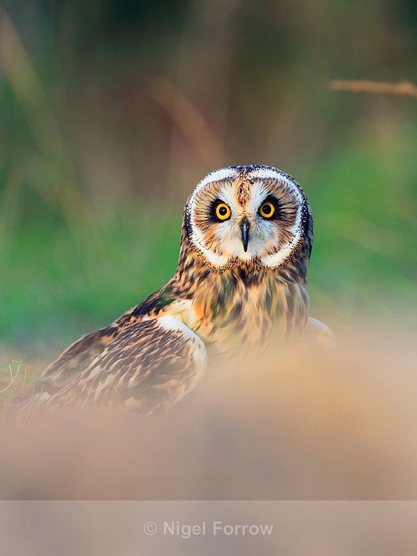 Short-eared Owl on the ground - Short-eared Owl