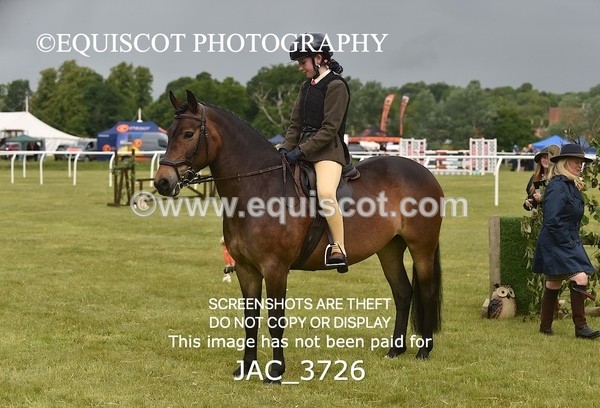 JAC_3726 - 75CM WORKING HUNTER