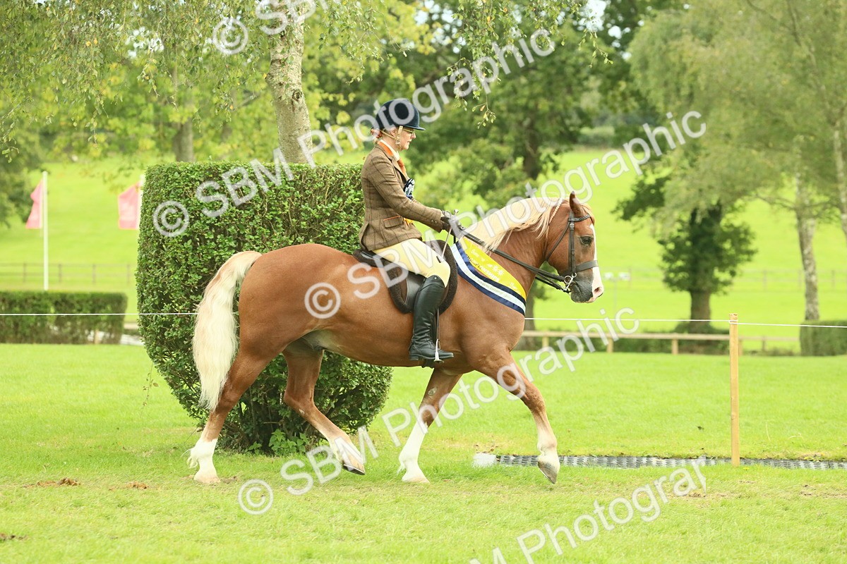SBM_75125 - Ridden Pony Supreme Championship