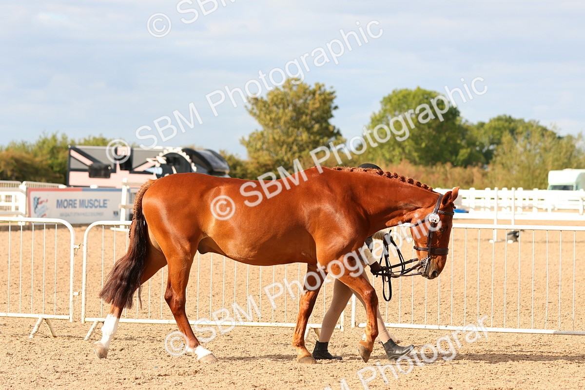 SBM_18324 - Class 318 - IH Part Bred Horse Pony