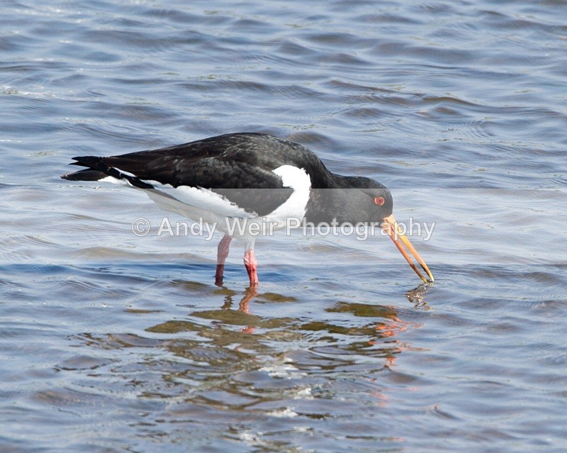 20110422-IMG_4698 - Oyster Catcher