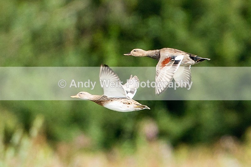 20110917-_MG_6793 - Gadwall