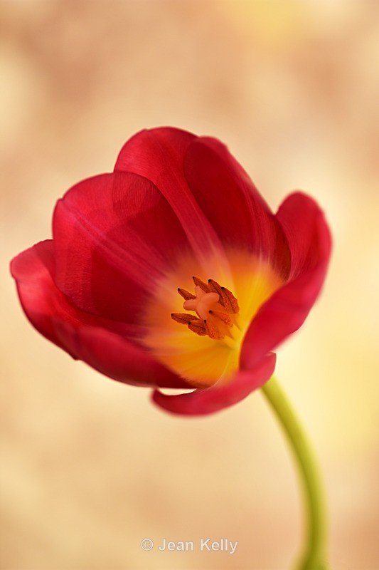 Single Tulip - DSC_3207 - Pink