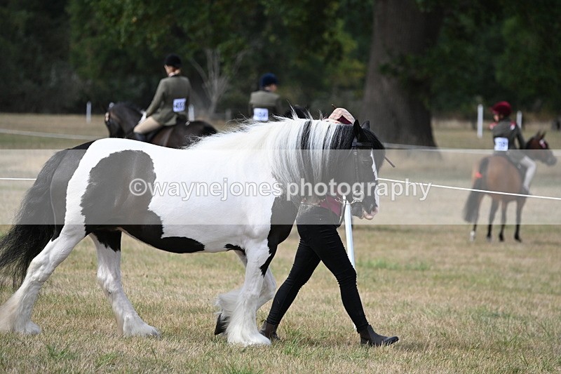 WJ6_6421 - Class 20 In-hand Cob