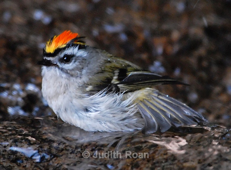 Golden-crowned Kinglet male - Backyard Bathing Birds