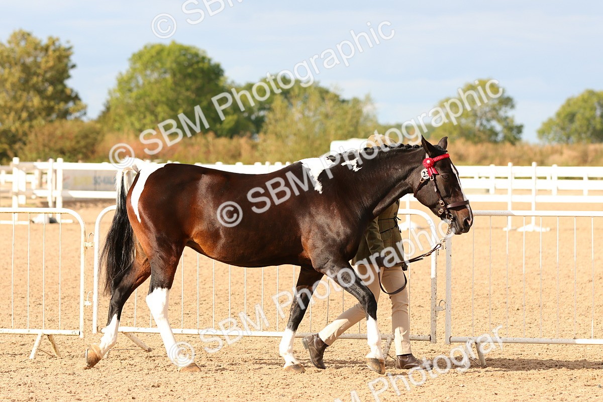 SBM_18337 - Class 318 - IH Part Bred Horse Pony
