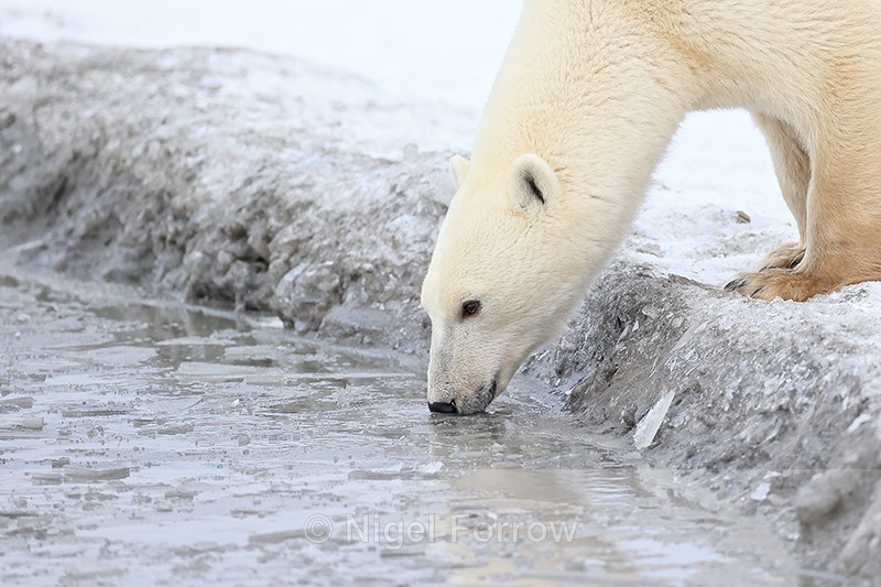 Polar Bear drinking, Churchill, Canada - Polar Bear