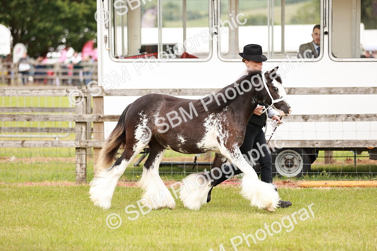 SBM_05953 - Class 39-41 TGCA In Hand and Ridden